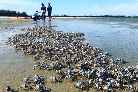 Half Day Dolphin Kayaking And Snorkeling Tour - Lennox Head Accommodation 10