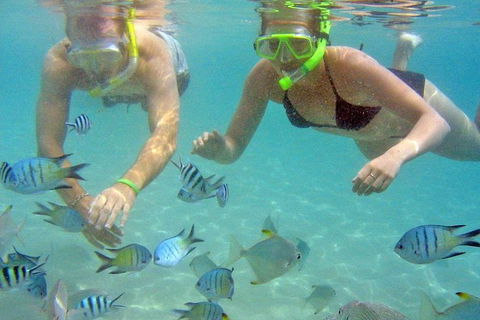Half Day Dolphin Kayaking And Snorkeling Tour - Lennox Head Accommodation 4