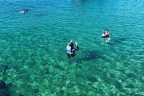 Half Day Dolphin Kayaking And Snorkeling Tour - Lennox Head Accommodation 12