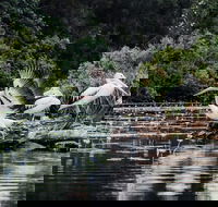 Everglades Eco Safari to Australia's Everglades - Lennox Head Accommodation