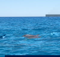 Noosa Wild Dolphin Safari - Lennox Head Accommodation