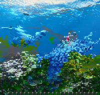 Full Day Snorkel In The Great Barrier Reef - Lennox Head Accommodation