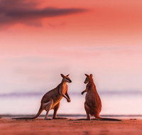 Wildlife Tour - Kangaroos on the Beach at Sunrise - Lennox Head Accommodation