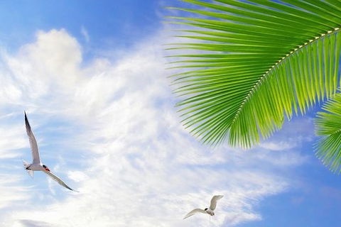 Airport Transfer - Mission Beach To Cairns Airport - Lennox Head Accommodation 4