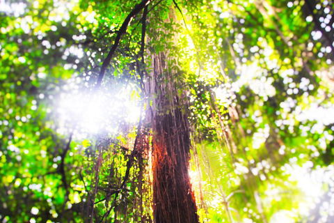 Airport Transfer - Mission Beach To Cairns Airport - Lennox Head Accommodation 1