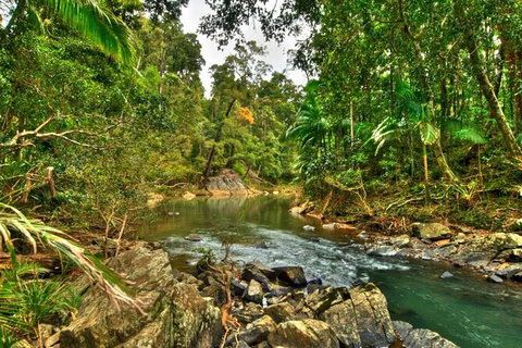 Reef, Wildlife & Rainforest - Reef & Beyond Guided Holidays - Lennox Head Accommodation 3