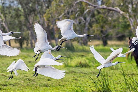 Reef, Wildlife & Rainforest - Reef & Beyond Guided Holidays - Lennox Head Accommodation 1
