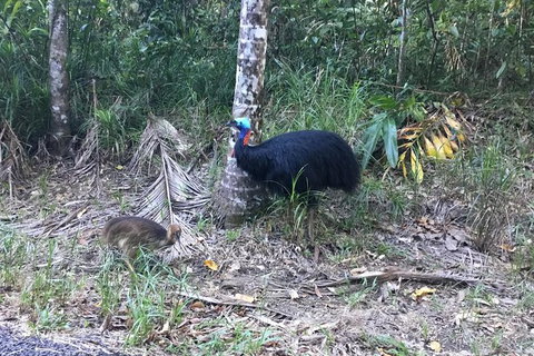 Daintree Luxury Limousine Tour - Full Day - Lennox Head Accommodation 8