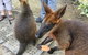 Daintree Luxury Limousine Tour - Full Day - thumb 7