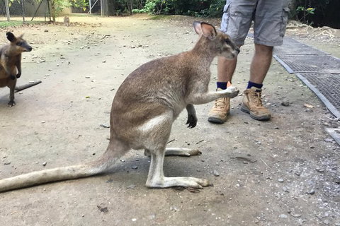 Daintree Luxury Limousine Tour - Full Day - Lennox Head Accommodation 10