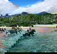 Afternoon Beach Horse Ride in Cape Tribulation - Lennox Head Accommodation