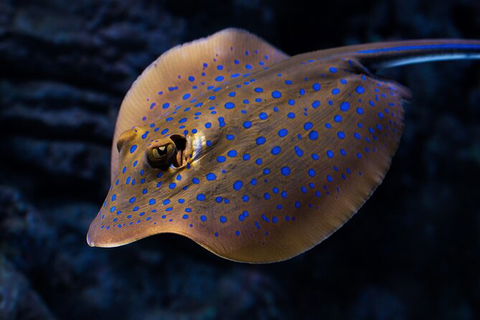 Cairns Aquarium Tour By Twilight With Drink And Appetiser - Lennox Head Accommodation 5