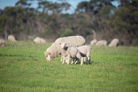 Fine Flavours - Full Day Kangaroo Island Food & Wine Tour - Lennox Head Accommodation 9