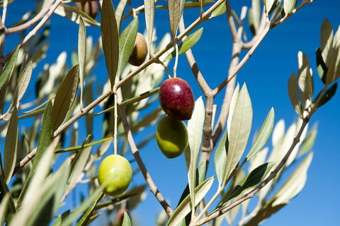 Fine Flavours - Full Day Kangaroo Island Food & Wine Tour - Lennox Head Accommodation 3