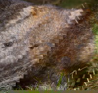 Cradle Mountain Wildlife Spotting after Dark - Lennox Head Accommodation
