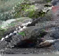 After Dark Tasmanian Devil Feeding Tour at Cradle Mountain - Lennox Head Accommodation