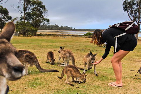 4-Day Fabulous Tasmania Tour: Wineglass Bay, Port Arthur, Devils & Bruny Island - Lennox Head Accommodation 5