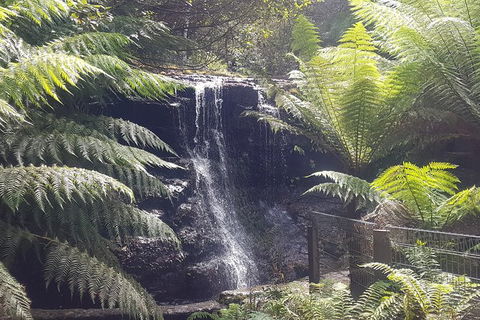 Mt. Wellington Morning Hike + Afternoon Beer & History Walk - Lennox Head Accommodation 16