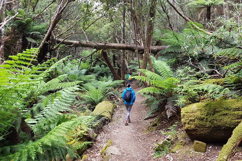 Mt. Wellington Morning Hike + Afternoon Beer & History Walk - Lennox Head Accommodation 7