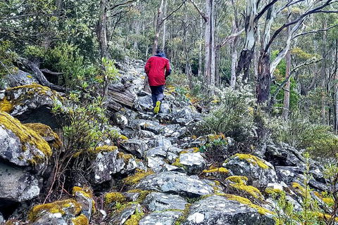 Mt. Wellington Morning Hike + Afternoon Beer & History Walk - Lennox Head Accommodation 8