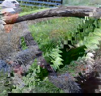 1-Hour Tasmanian Devil Feeding Day Tour at Cradle Mountain - Lennox Head Accommodation