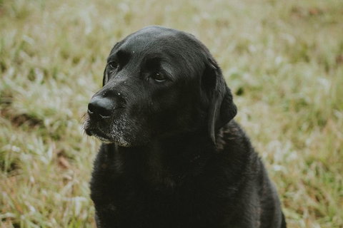 Daylesford Private, Corporate, Group Wine Tours: Wine, Cider, Gin, Vodka, Port! - Lennox Head Accommodation 4