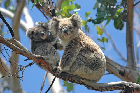 LGBT+ Friendly Full Day Phillip Island Private Tour - Lennox Head Accommodation 1
