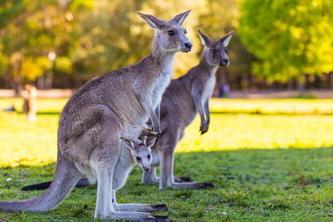 LGBT+ Friendly Full Day Phillip Island Private Tour - Lennox Head Accommodation 2