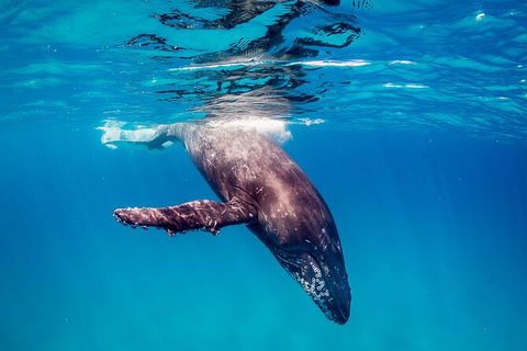Life On Ningaloo Swimming Tour In Exmouth - Lennox Head Accommodation 5