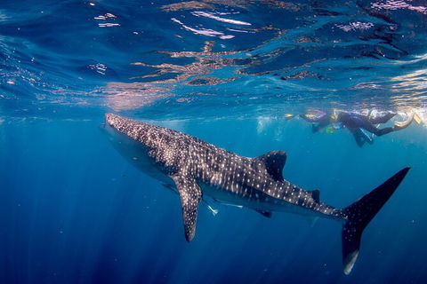 Life On Ningaloo Swimming Tour In Exmouth - Lennox Head Accommodation 2