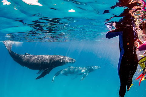 Life On Ningaloo Swimming Tour In Exmouth - Lennox Head Accommodation 0