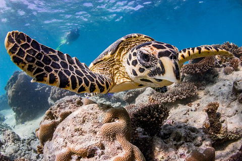 Life On Ningaloo Swimming Tour In Exmouth - Lennox Head Accommodation 1