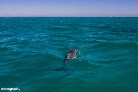 Ningaloo Immersion Private Charter - Lennox Head Accommodation 1
