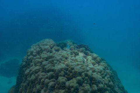 Ningaloo Immersion Private Charter - Lennox Head Accommodation 4