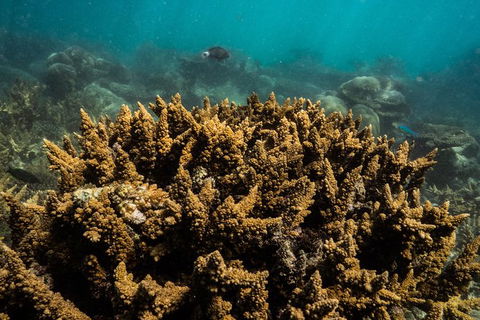 Ningaloo Immersion Private Charter - Lennox Head Accommodation 6