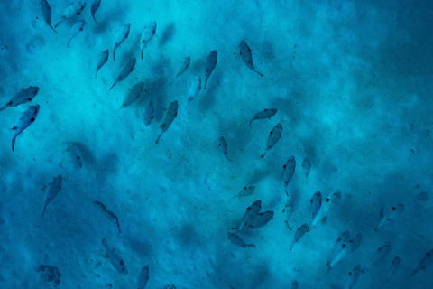 Ningaloo Immersion Private Charter - Lennox Head Accommodation 2