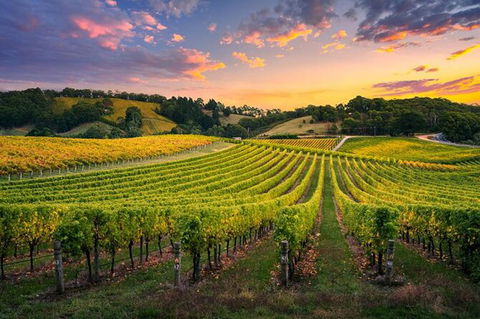 Swan Valley Sunset Wine Tour - Premium Small Group Tour - Lennox Head Accommodation 0