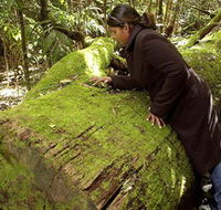 Washpool National Park - Washpool Walk - Lennox Head Accommodation