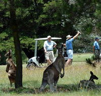 Glen Innes Golf Club - Lennox Head Accommodation