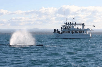 Dolphin Watch Cruises - Lennox Head Accommodation