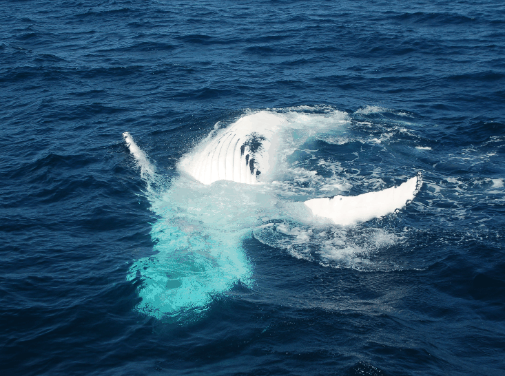 Dolphin Wild Cruises - Lennox Head Accommodation