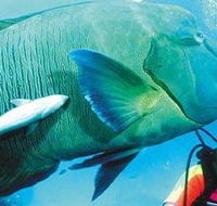 Aristocat Snorkel and Scuba Port Douglas - Lennox Head Accommodation
