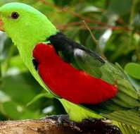 Birdworld Kuranda - Lennox Head Accommodation