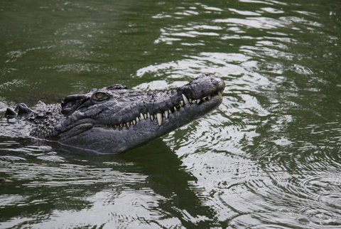 Daintree River Cruise Centre - Lennox Head Accommodation 1