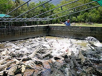 Hartley's Crocodile Adventures - Lennox Head Accommodation 1