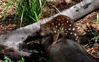 Hartley's Crocodile Adventures - Lennox Head Accommodation 3