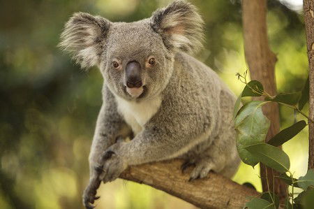 Hartley's Crocodile Adventures - Lennox Head Accommodation 7