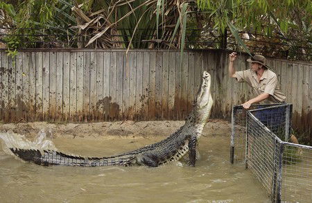 Hartley's Crocodile Adventures - Lennox Head Accommodation 8