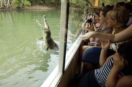 Hartley's Crocodile Adventures - Lennox Head Accommodation 9
