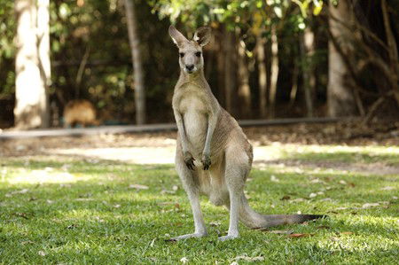 Hartley's Crocodile Adventures - Lennox Head Accommodation 10